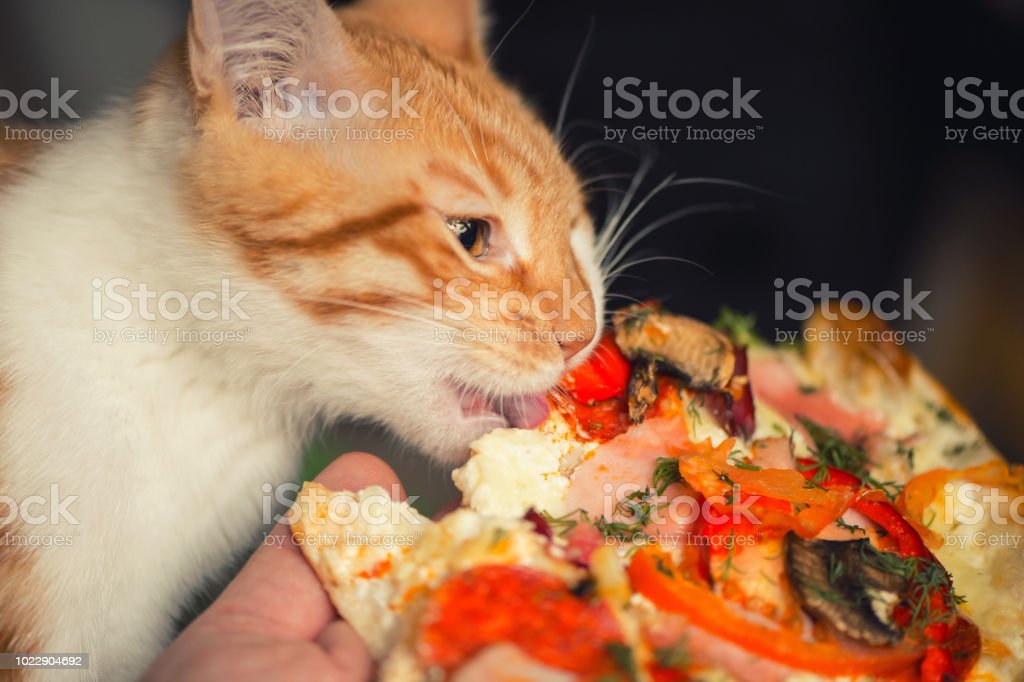Detail Gambar Kucing Sedang Makan Nomer 29