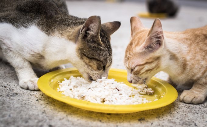 Detail Gambar Kucing Sedang Makan Nomer 7