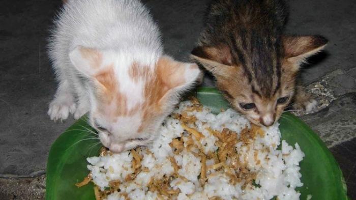 Detail Gambar Kucing Sedang Makan Nomer 9