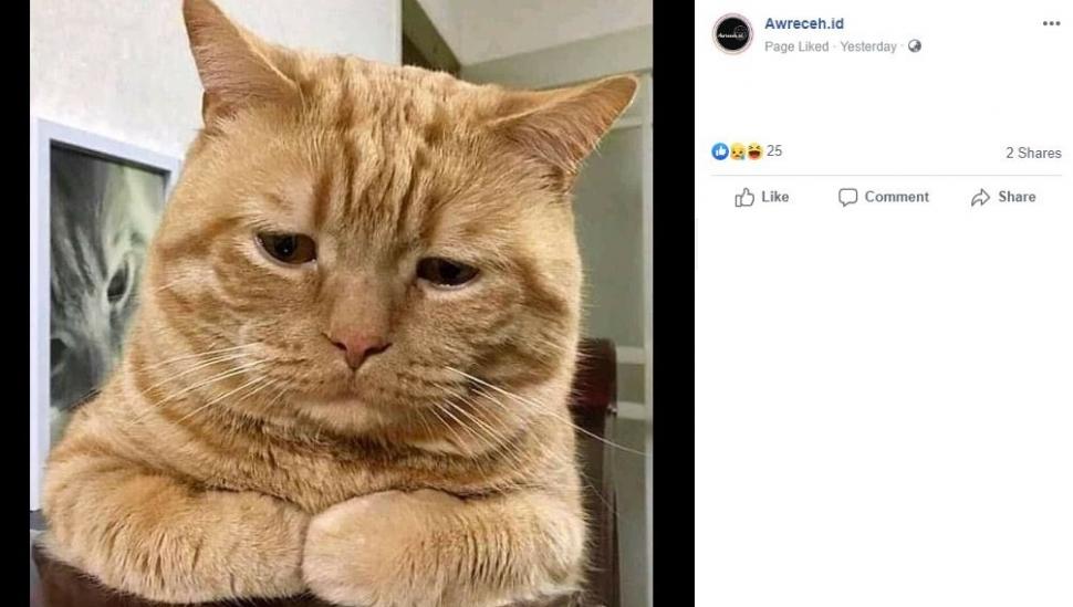 Detail Gambar Kucing Sedih Dan Galau Nomer 38