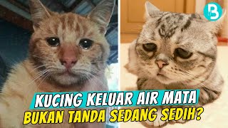 Detail Gambar Kucing Sedih Dan Galau Nomer 39