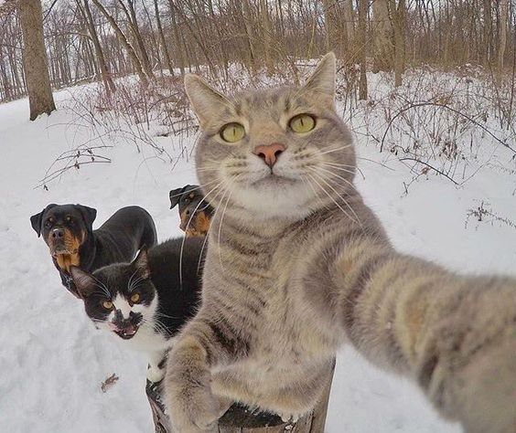 Detail Gambar Kucing Selfie Nomer 12