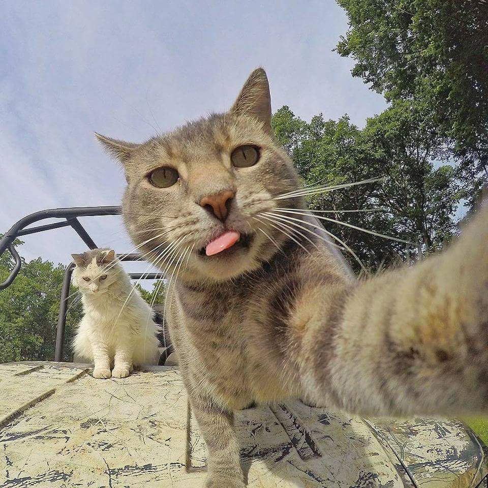 Detail Gambar Kucing Selfie Nomer 15