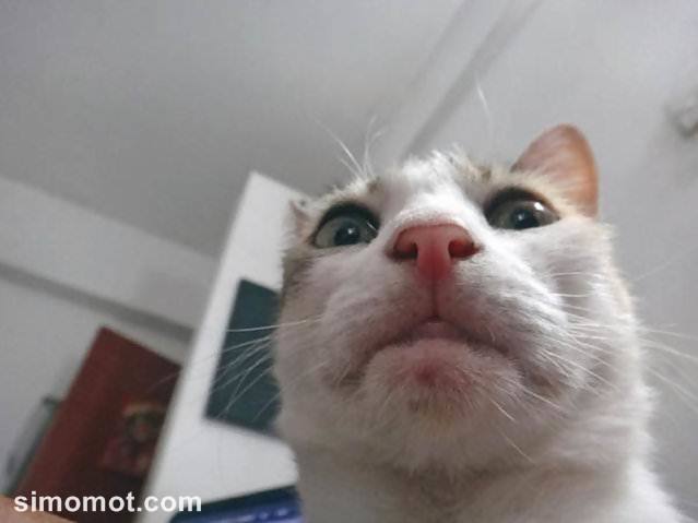 Detail Gambar Kucing Selfie Nomer 18