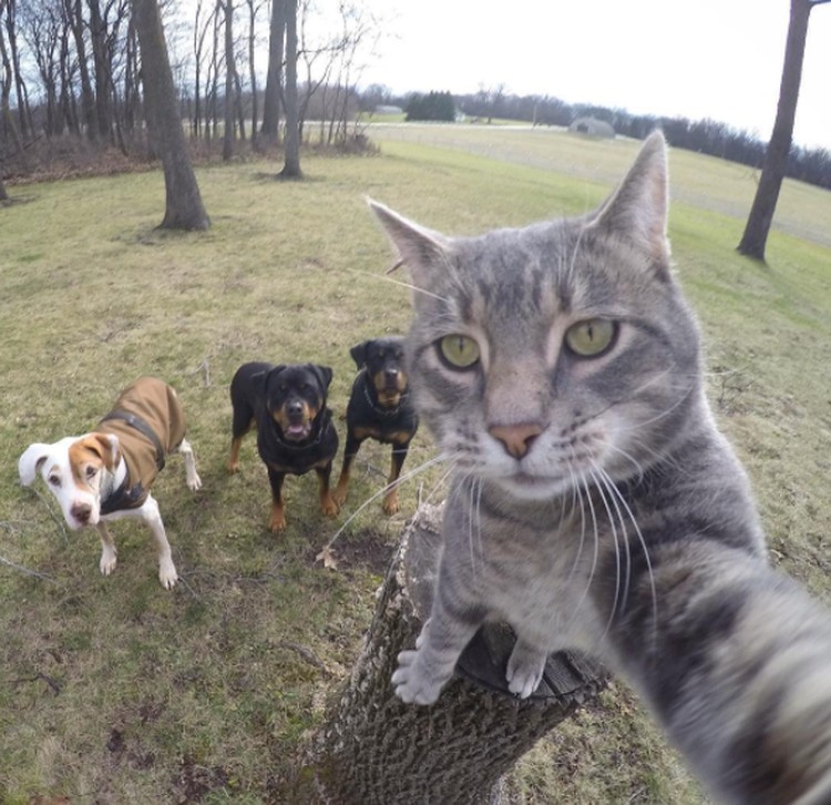 Detail Gambar Kucing Selfie Nomer 27