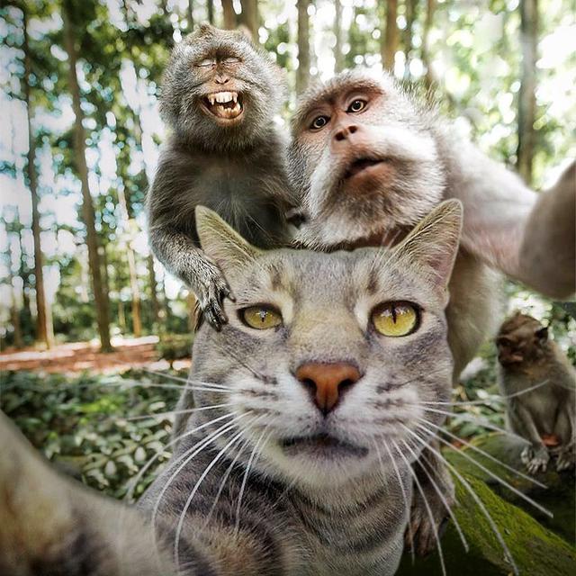 Detail Gambar Kucing Selfie Nomer 4