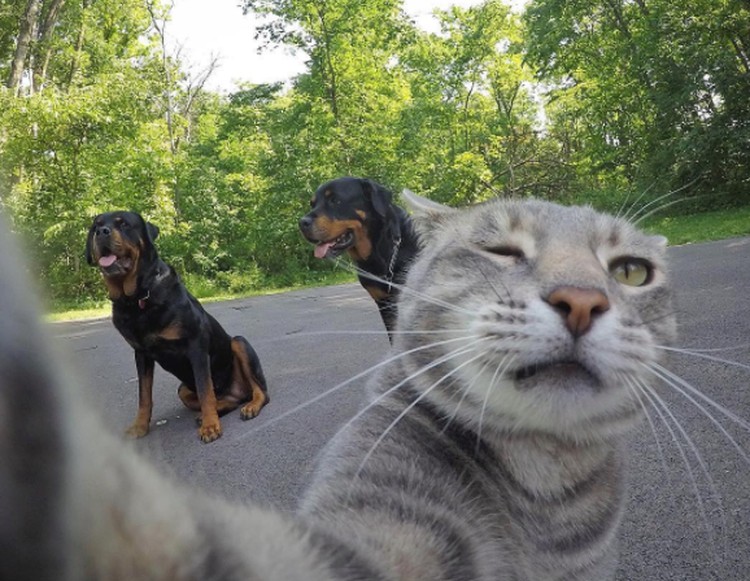 Detail Gambar Kucing Selfie Nomer 35