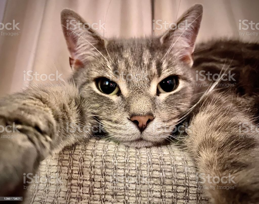 Detail Gambar Kucing Selfie Nomer 38