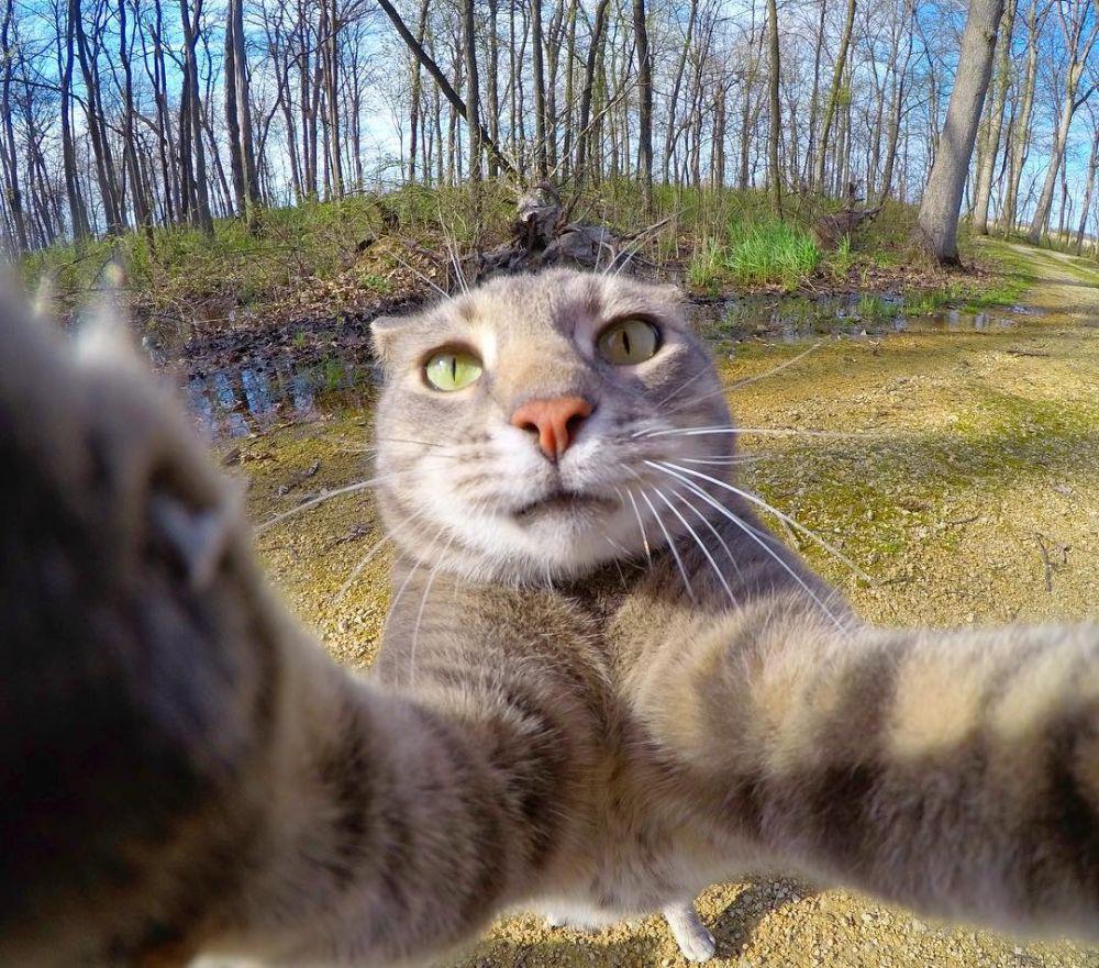 Detail Gambar Kucing Selfie Nomer 44