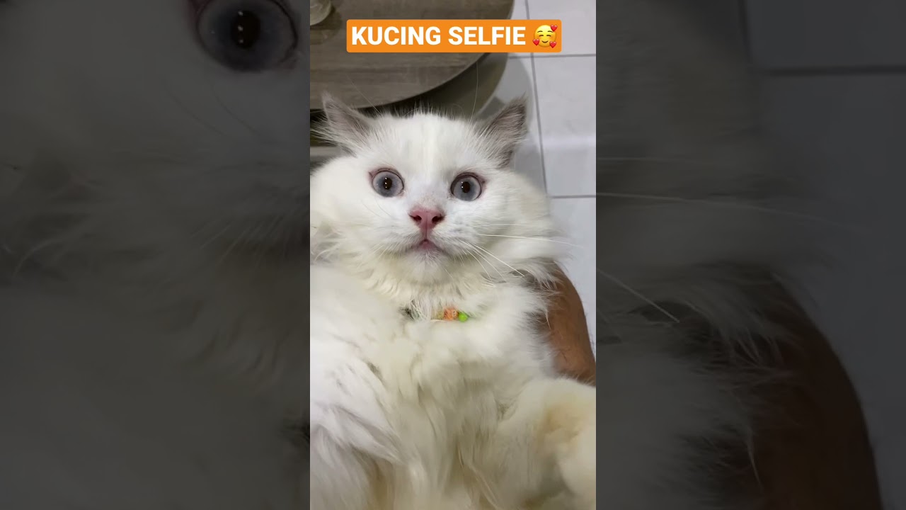 Detail Gambar Kucing Selfie Nomer 52