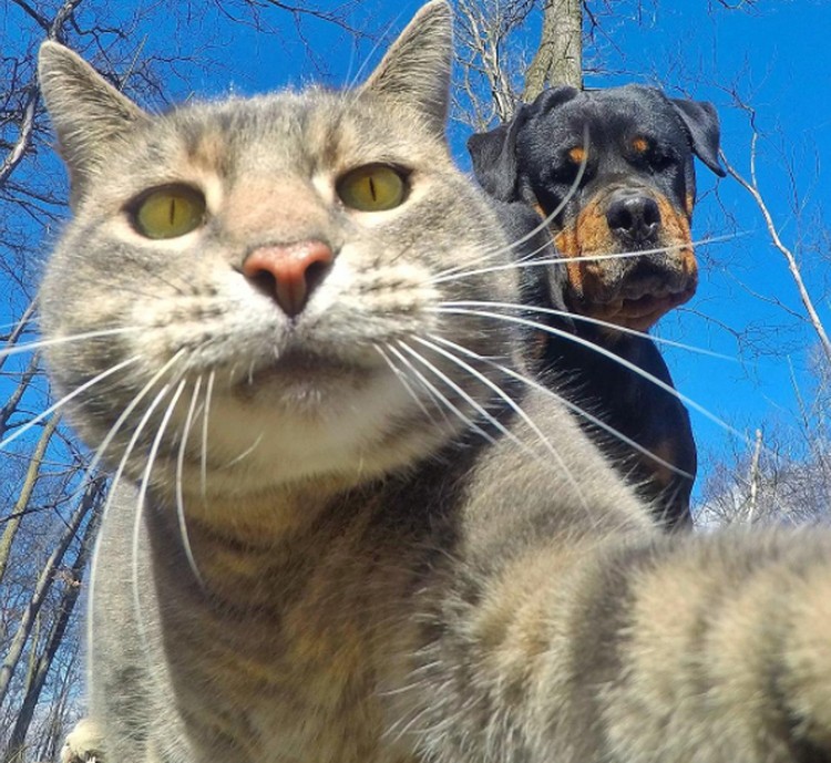 Detail Gambar Kucing Selfie Nomer 7