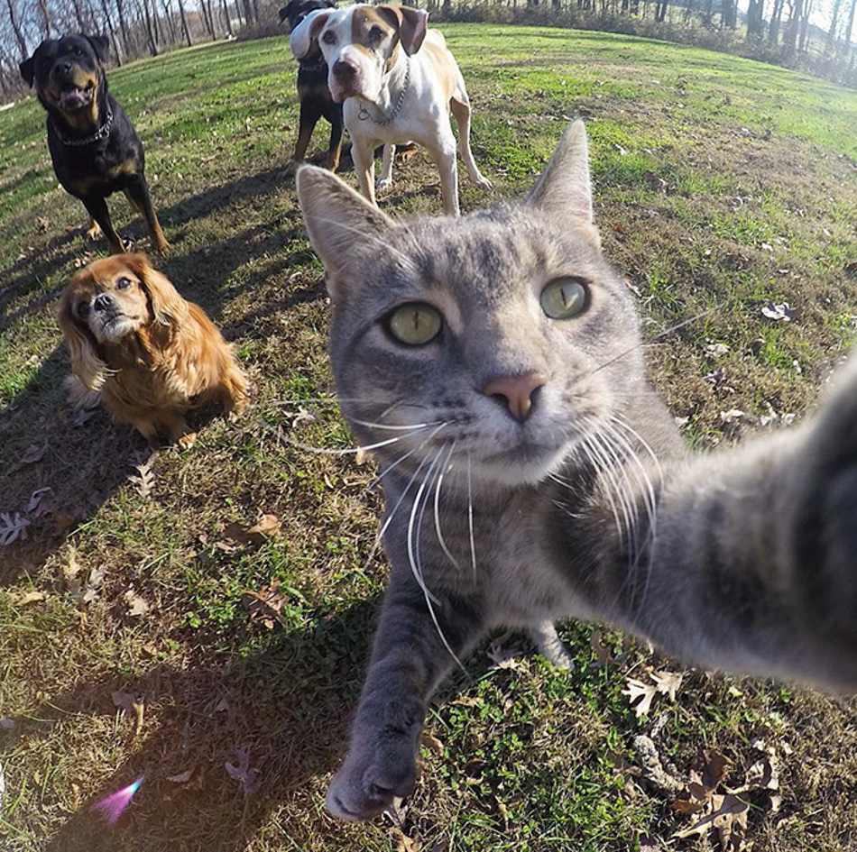 Detail Gambar Kucing Selfie Nomer 10