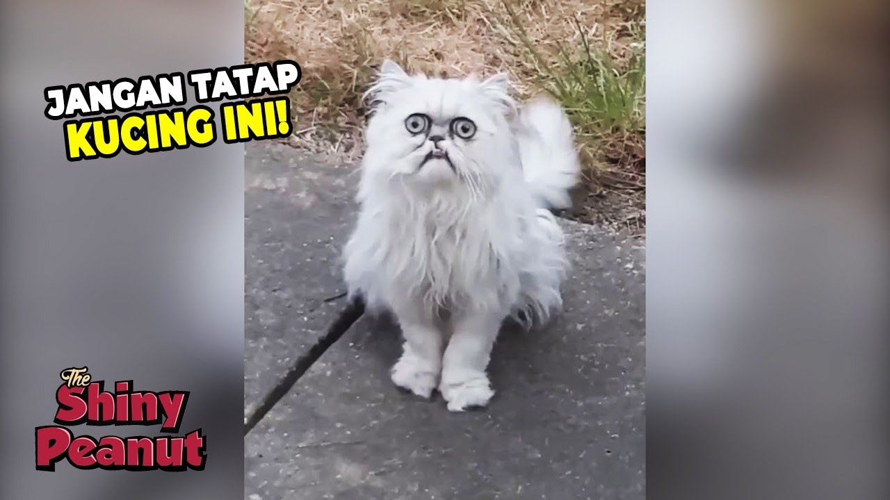 Detail Gambar Kucing Seram Nomer 24