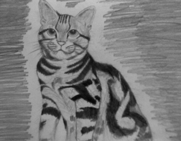 Detail Gambar Kucing Sketsa Nomer 29