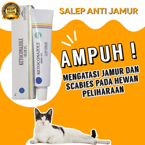 Detail Gambar Kucing Soleh Nomer 21