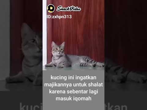 Detail Gambar Kucing Soleh Nomer 23