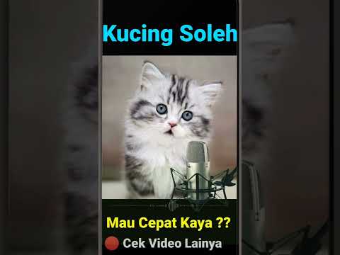 Detail Gambar Kucing Soleh Nomer 47