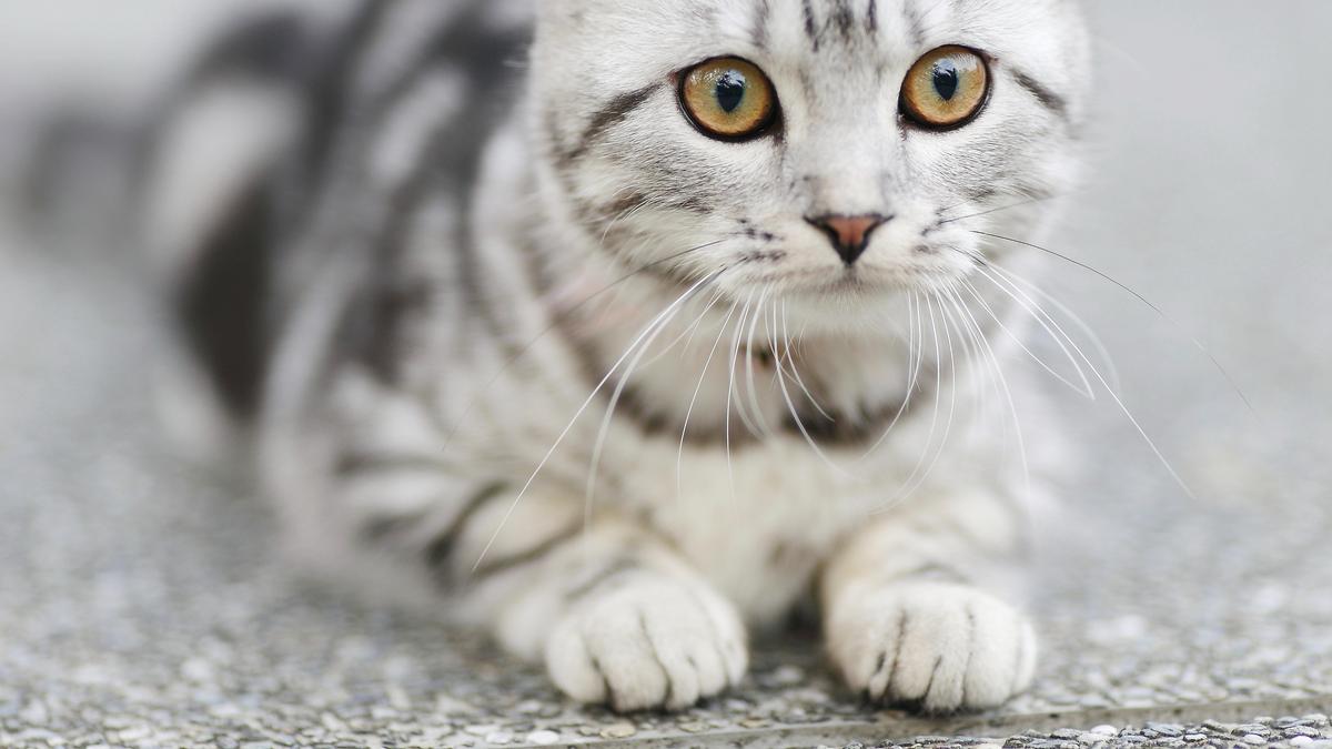 Detail Gambar Kucing Tercantik Nomer 12