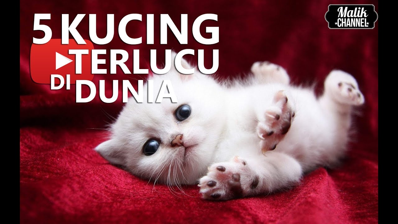 Detail Gambar Kucing Terlucu Di Dunia Nomer 49