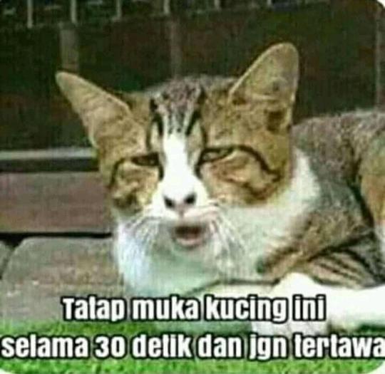 Detail Gambar Kucing Tertawa Nomer 24