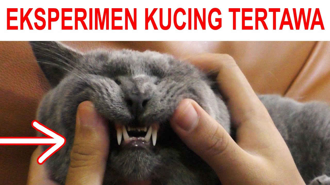 Detail Gambar Kucing Tertawa Nomer 25