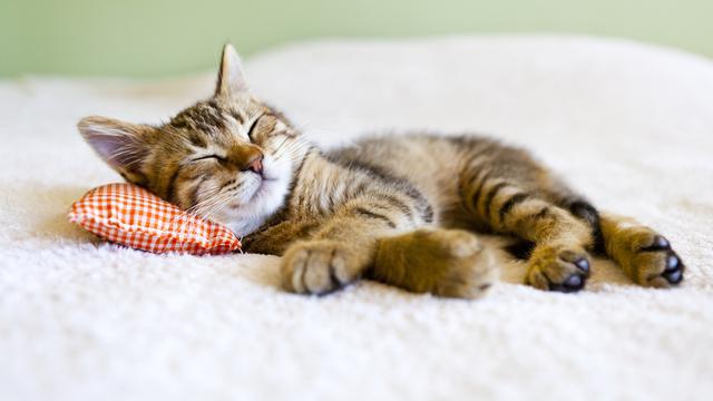 Gambar Kucing Tidur - KibrisPDR