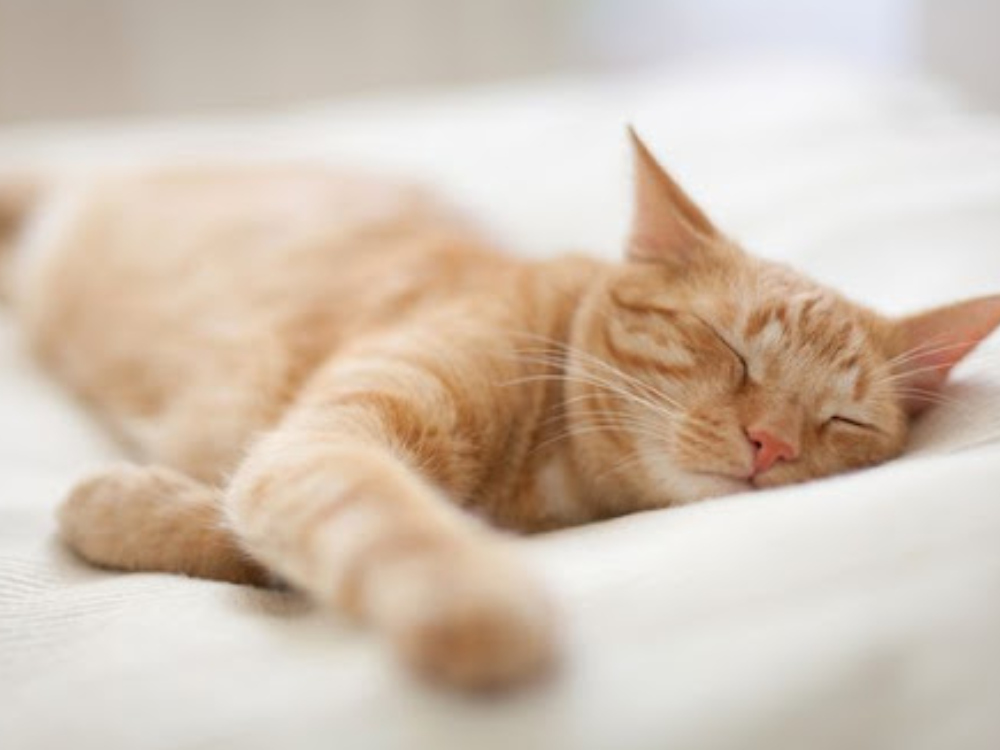 Detail Gambar Kucing Tidur Nomer 11