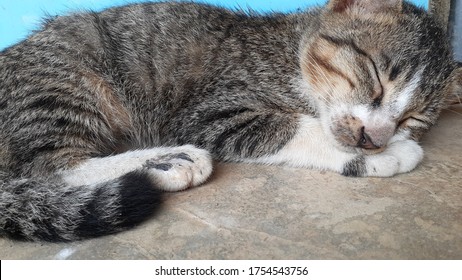 Detail Gambar Kucing Tidur Nomer 17