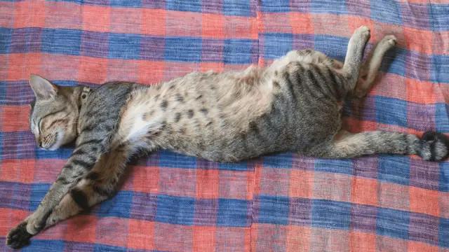 Detail Gambar Kucing Tidur Nomer 19