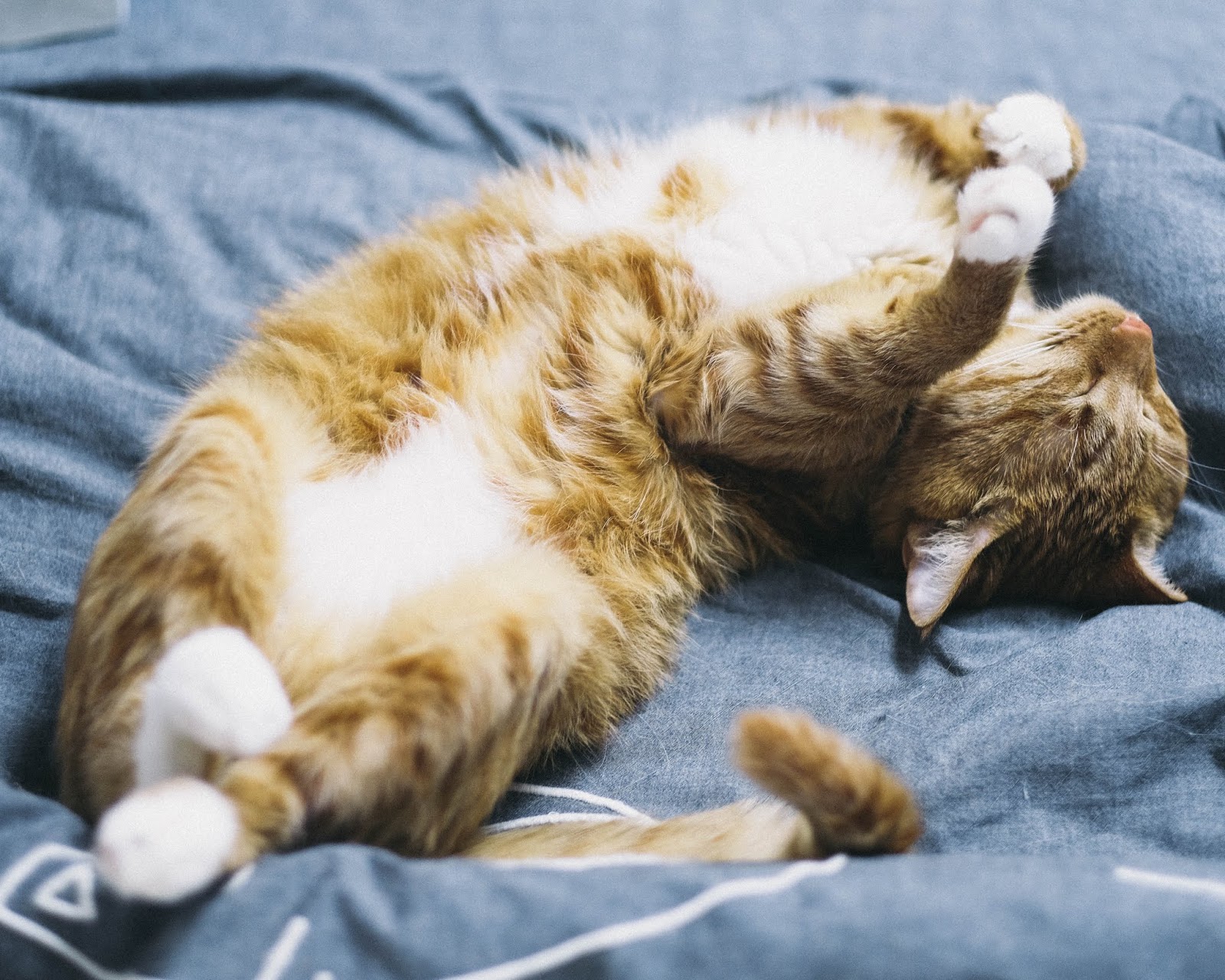 Detail Gambar Kucing Tidur Nomer 21