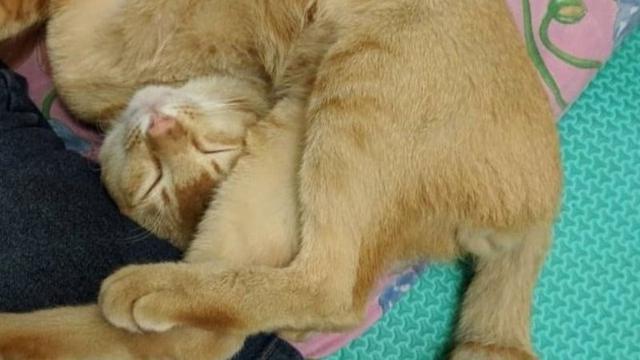 Detail Gambar Kucing Tidur Nomer 25