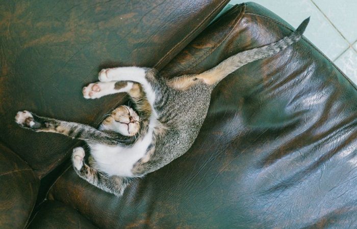 Detail Gambar Kucing Tidur Nomer 30