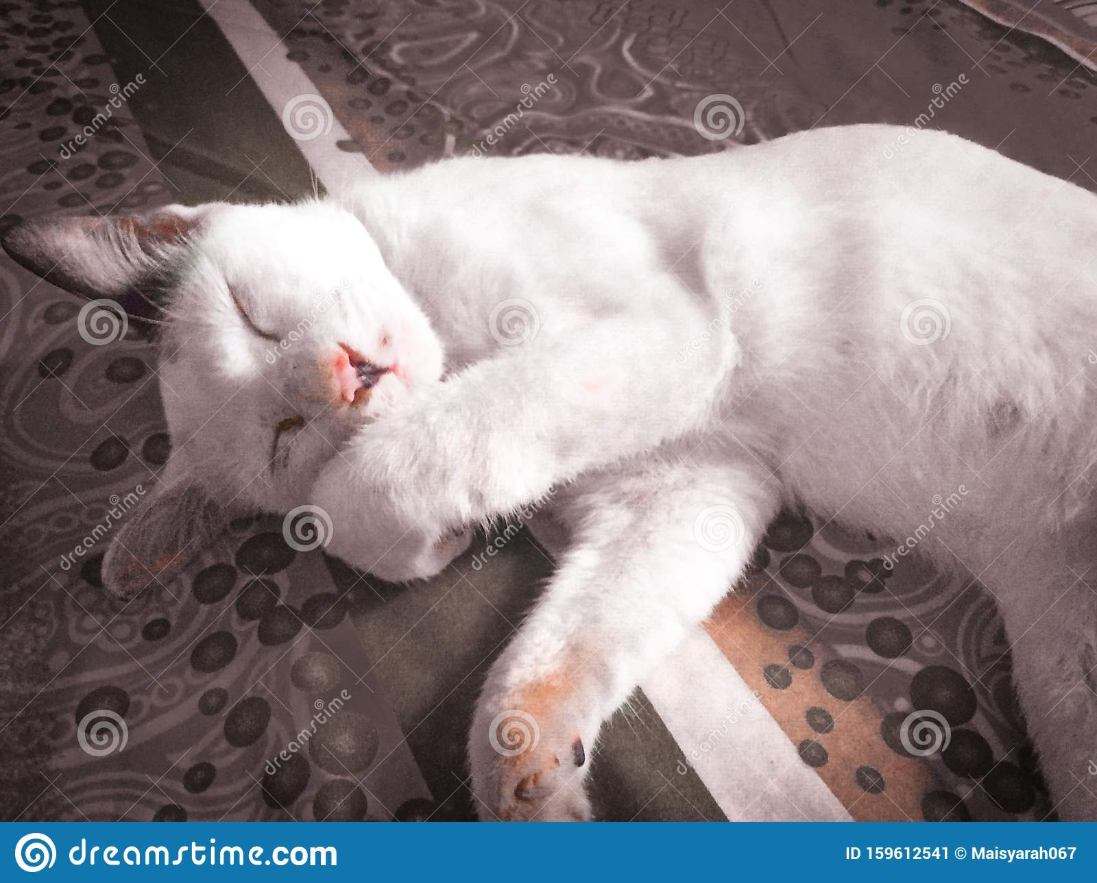 Detail Gambar Kucing Tidur Nomer 31