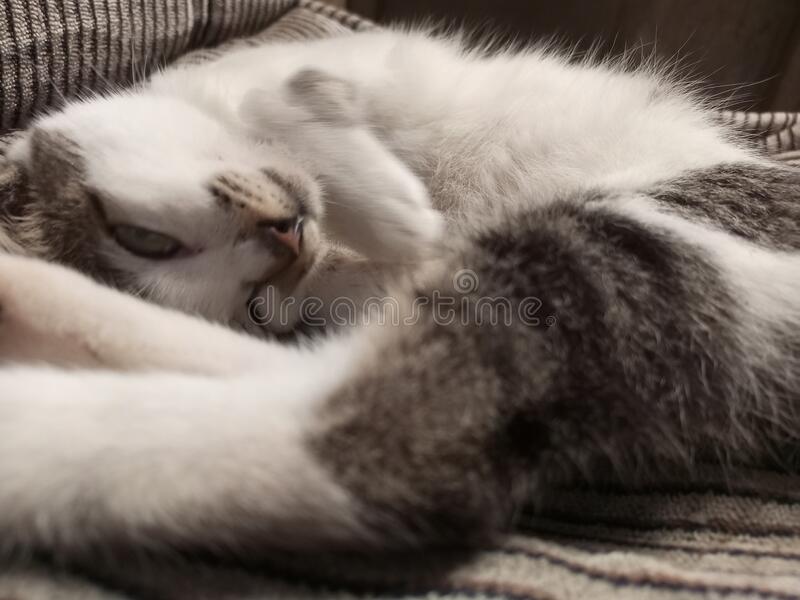 Detail Gambar Kucing Tidur Nomer 42