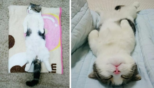 Detail Gambar Kucing Tidur Nomer 44