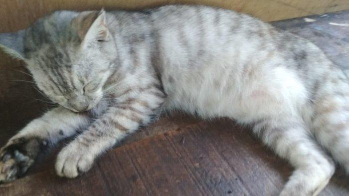 Detail Gambar Kucing Tidur Nomer 45