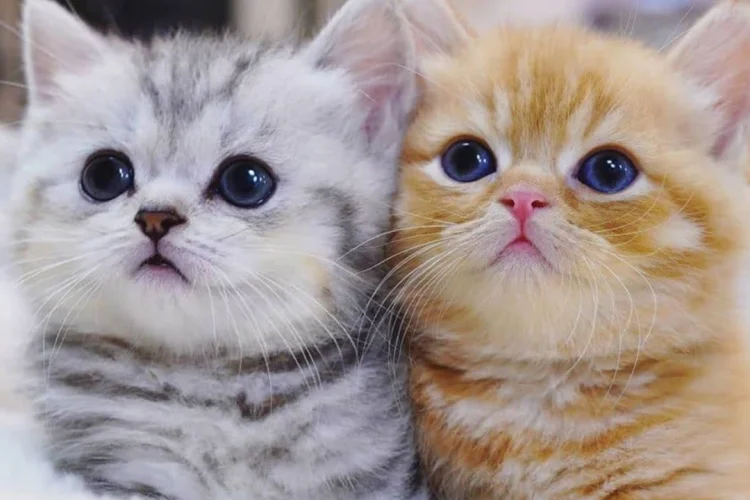 Detail Gambar Kucing Ucu Nomer 32