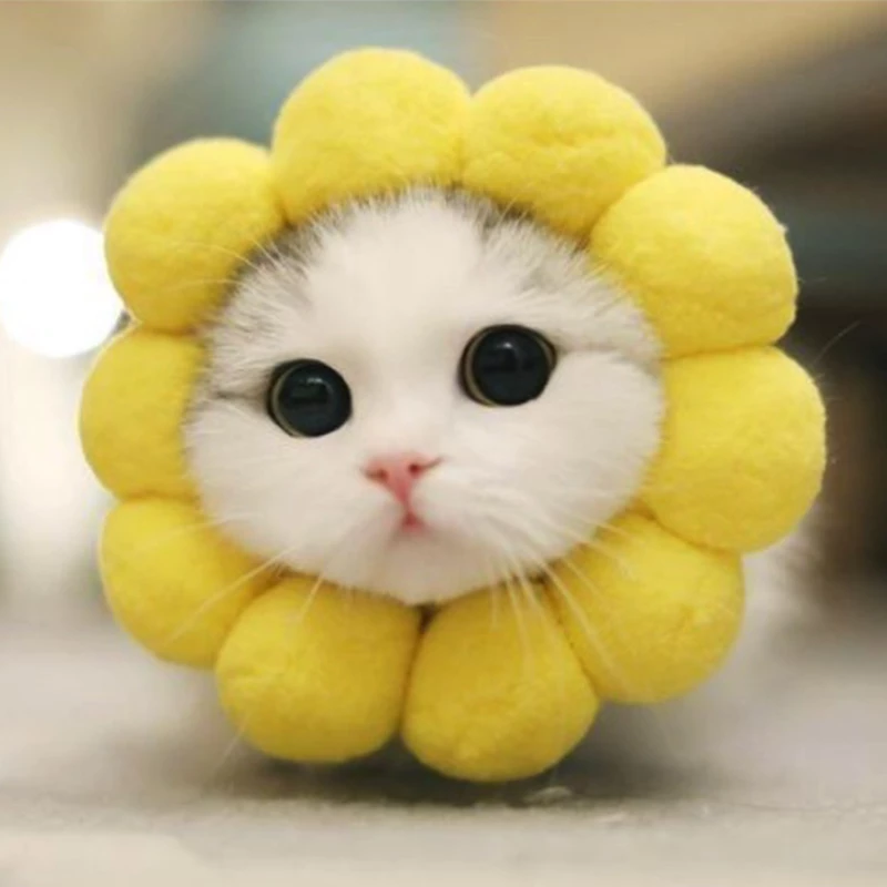 Detail Gambar Kucing Ucu Nomer 51