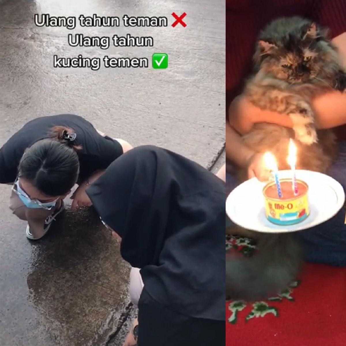 Detail Gambar Kucing Ulang Tahun Nomer 46