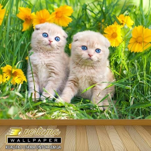 Detail Gambar Kucing Untuk Wallpaper Nomer 34