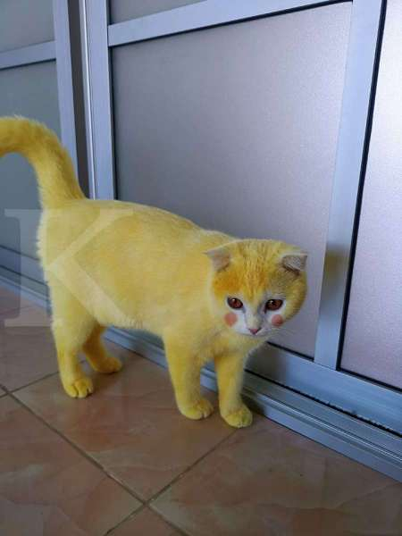 Detail Gambar Kucing Warna Kuning Nomer 15