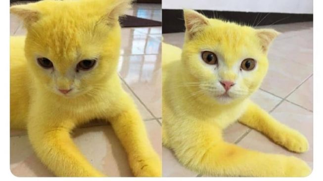 Detail Gambar Kucing Warna Kuning Nomer 18