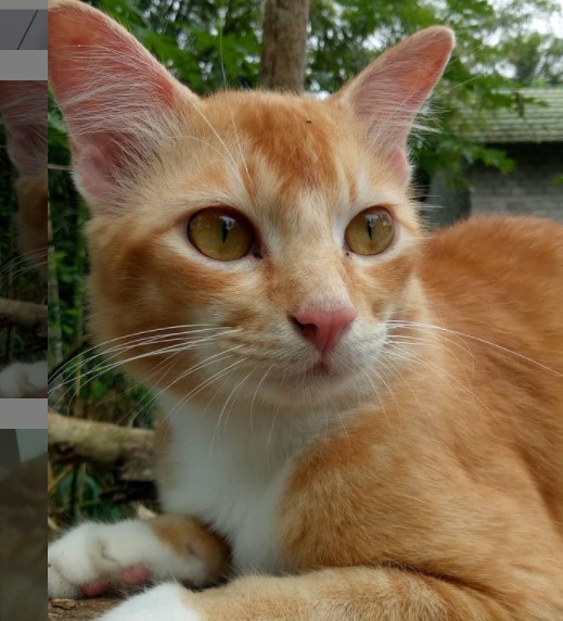 Detail Gambar Kucing Warna Kuning Nomer 21