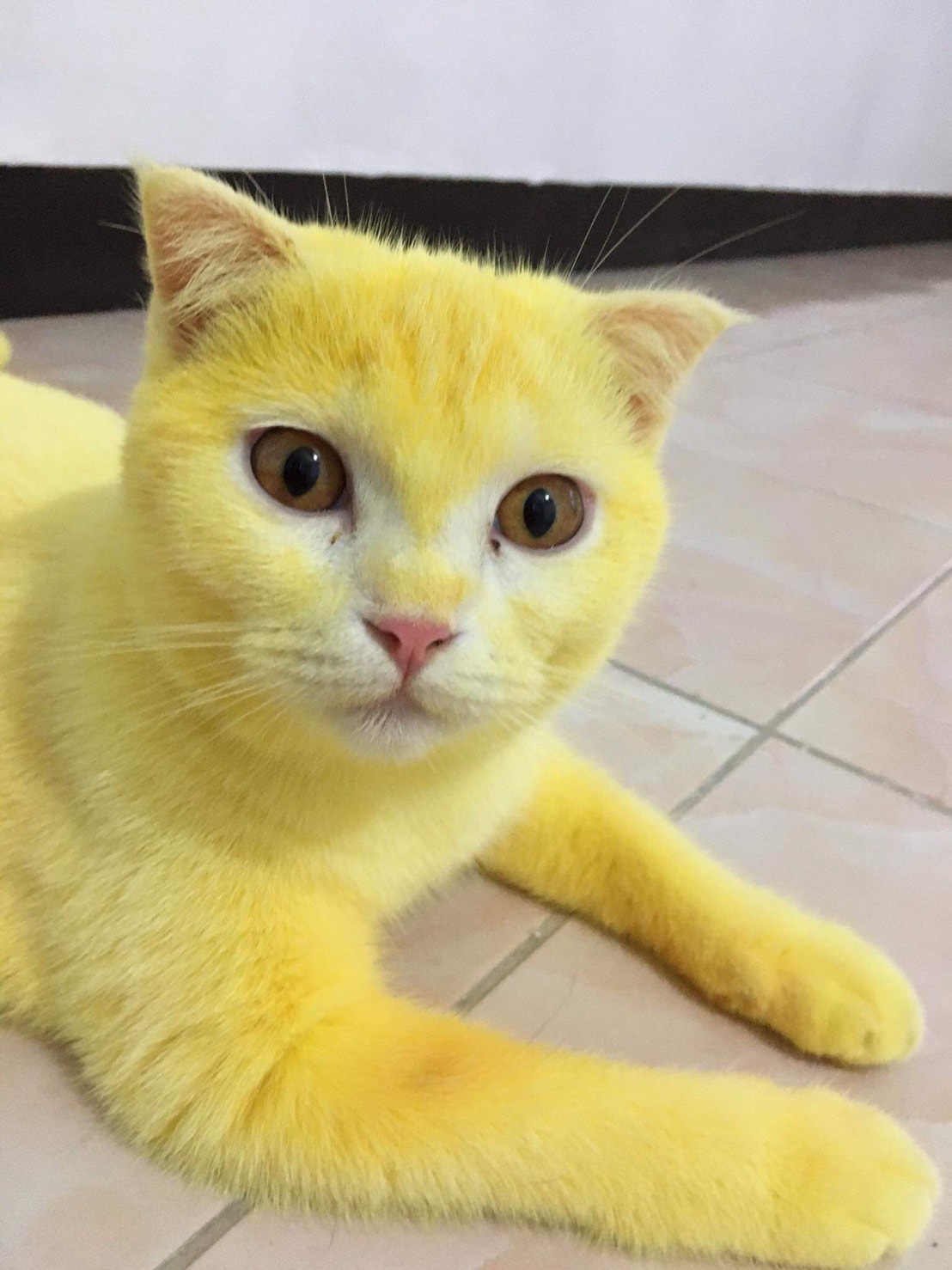 Detail Gambar Kucing Warna Kuning Nomer 5