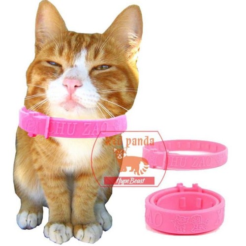 Detail Gambar Kucing Warna Pink Nomer 13