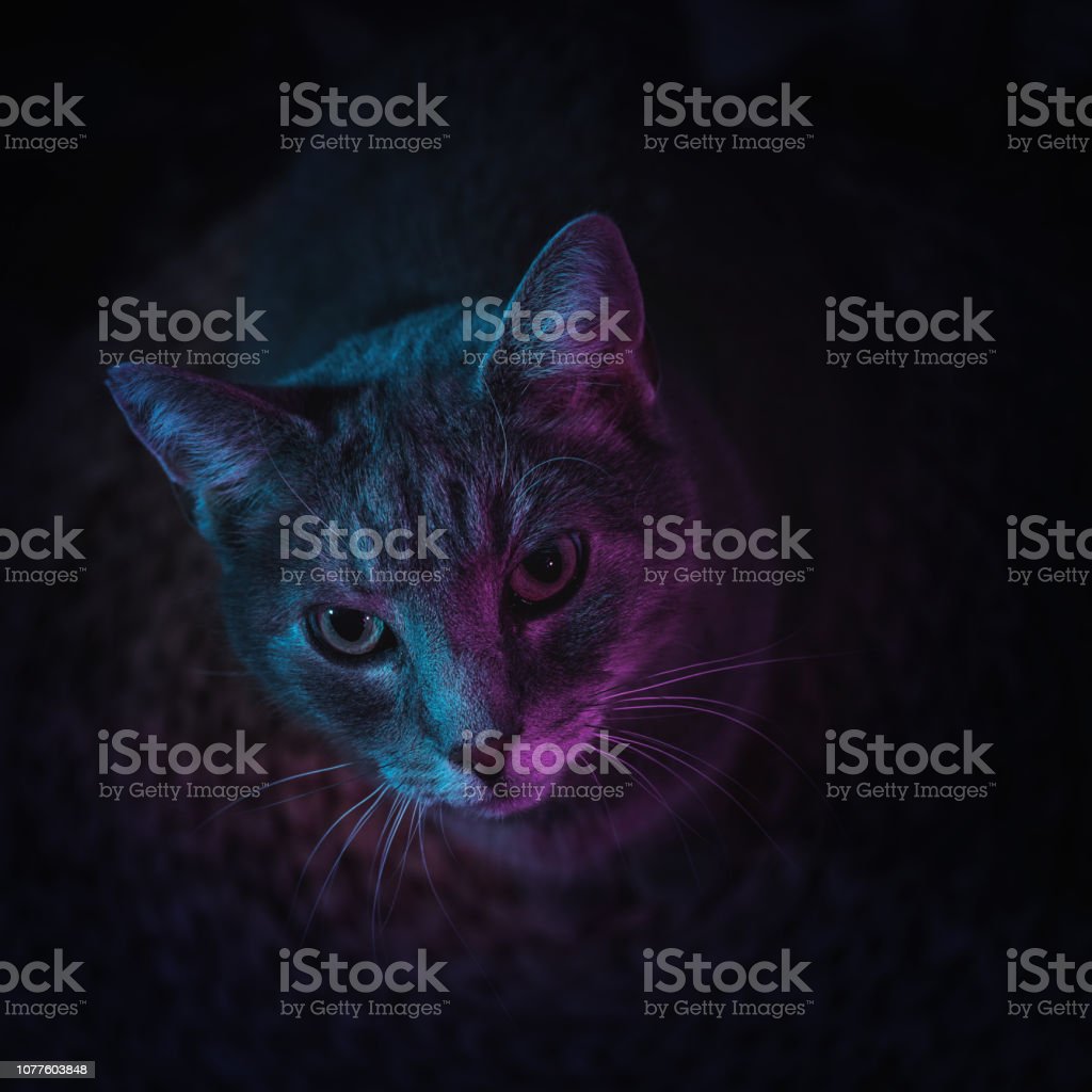 Detail Gambar Kucing Warna Pink Nomer 22