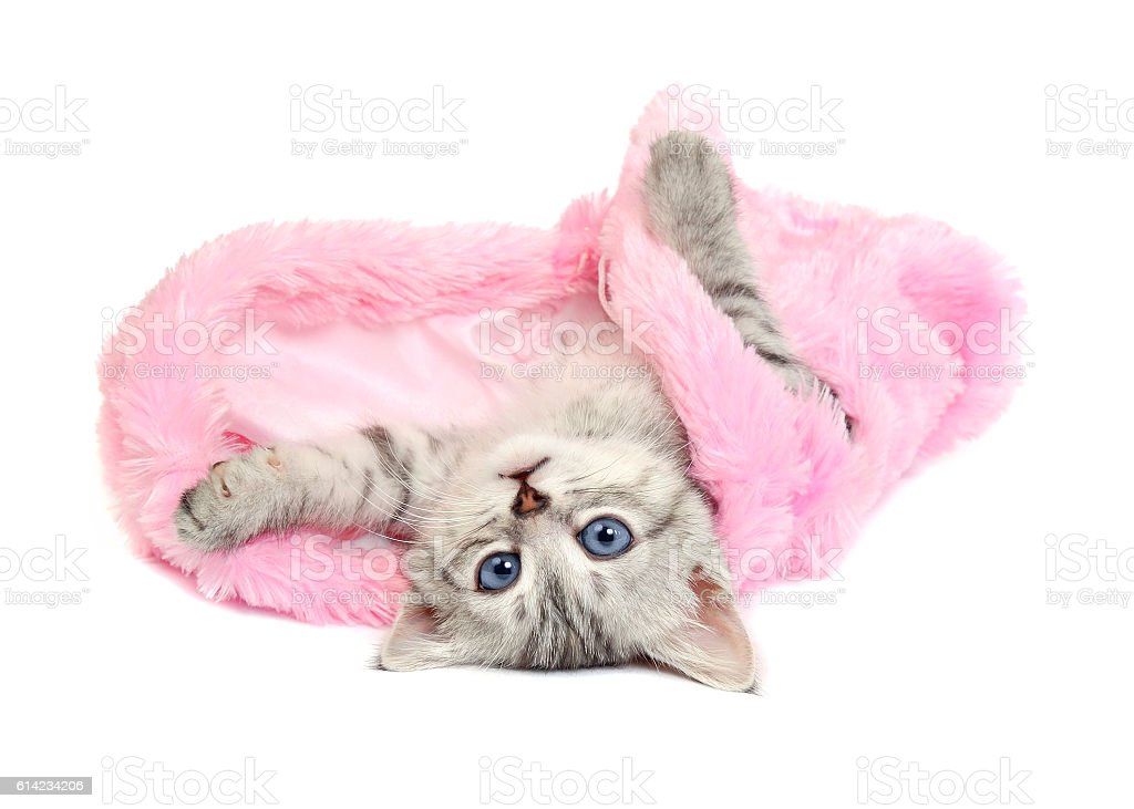 Detail Gambar Kucing Warna Pink Nomer 29