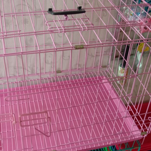 Detail Gambar Kucing Warna Pink Nomer 52