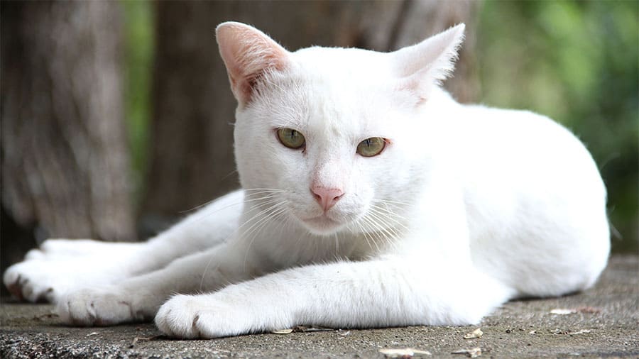 Detail Gambar Kucing Warna Putih Nomer 11