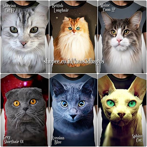 Detail Gambar Kucing Yang Lucu Dan Imut Nomer 41